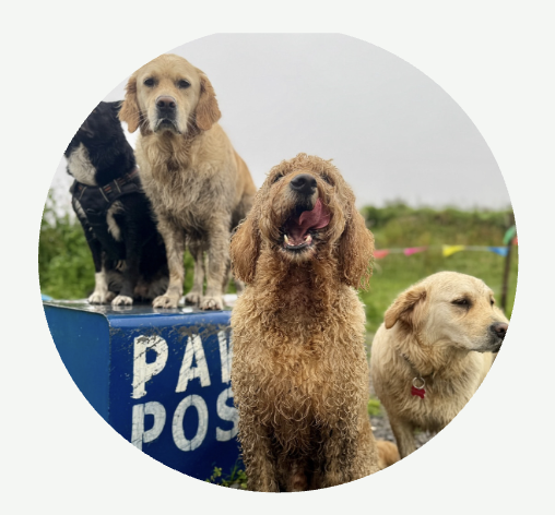 Customised Dog Treats, Galway Customised Dog Treats, Galway