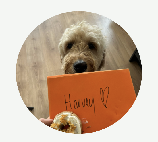 Dog Party and Events, Galway Dog Party and Events, Galway